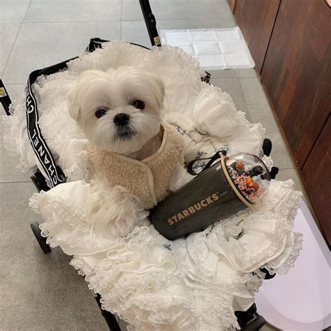 chanel dog carrier replica|chanel dog apparel.